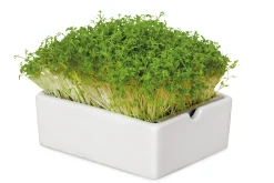 Anzuchtset Microgreens