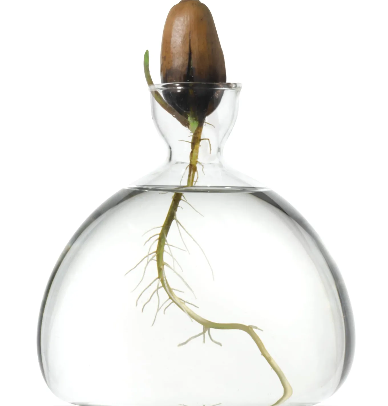 Keimglas Ilex