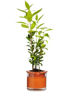 Pflanzgefäß Wet Pot Systems